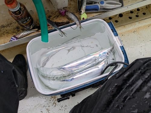 タチウオの釣果