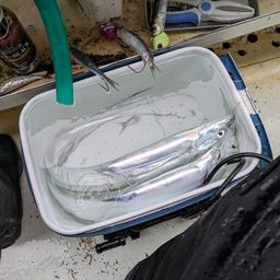 タチウオ