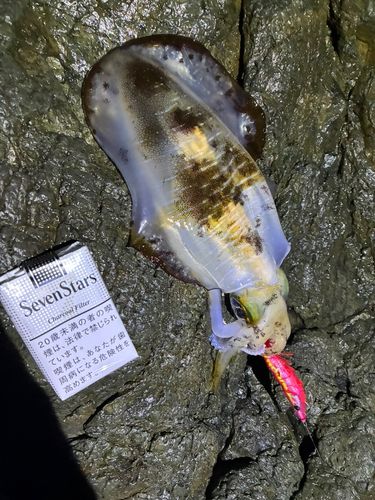 アオリイカの釣果
