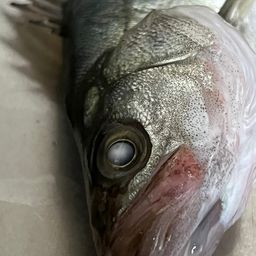 セイゴ（マルスズキ）