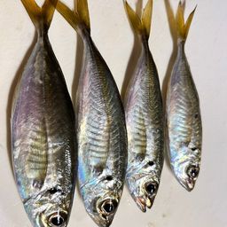 マアジ