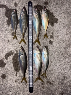 アジの釣果