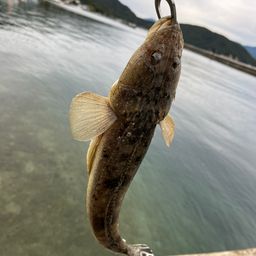 マゴチ