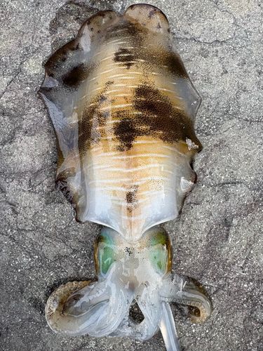 アオリイカの釣果