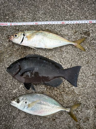 シマアジの釣果