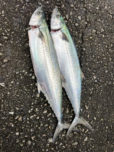 サゴシの釣果