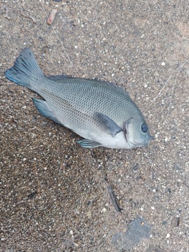 グレの釣果