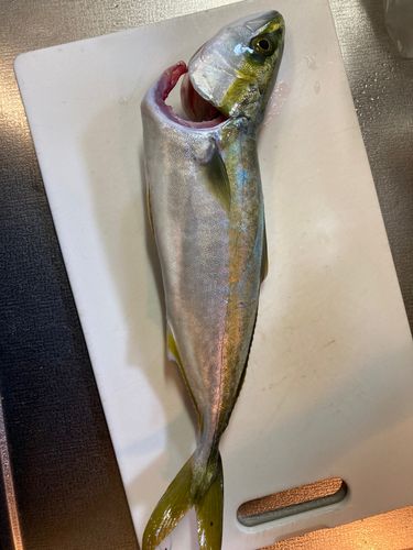 渥美湾