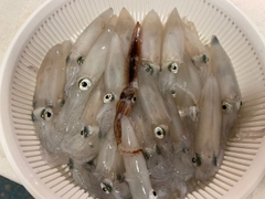マメイカの釣果