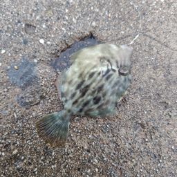 カワハギ