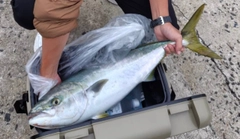 ブリの釣果