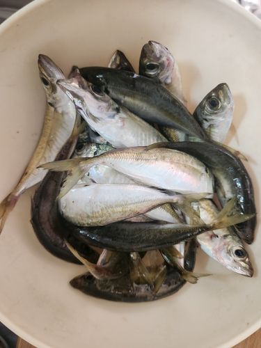 大阪湾