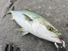 メジロの釣果
