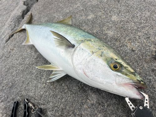 メジロの釣果