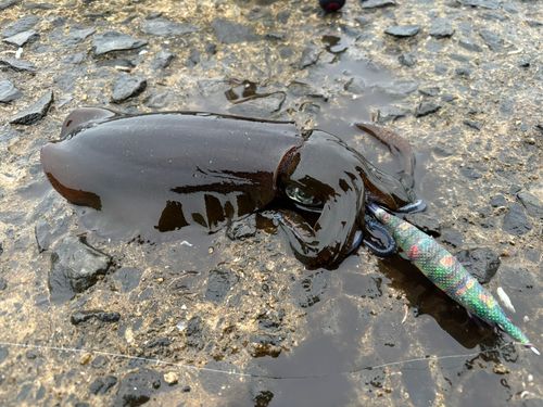 アオリイカの釣果