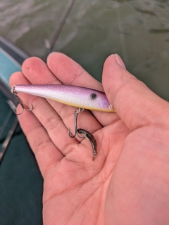 ドンコの釣果