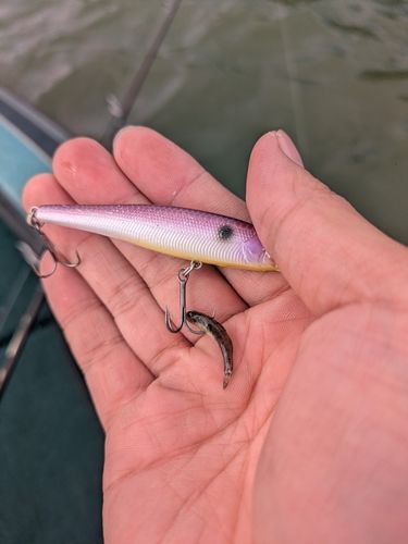 ドンコの釣果