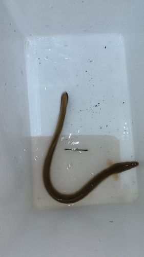 ウナギの釣果