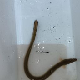 ウナギ
