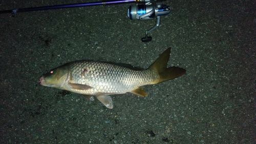 コイの釣果