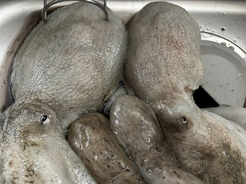 タコの釣果