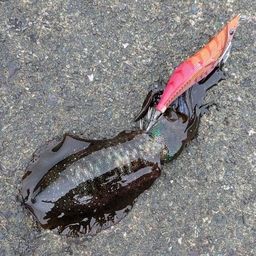 アオリイカ