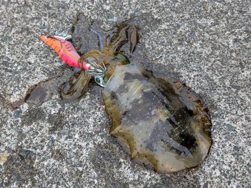 アオリイカの釣果