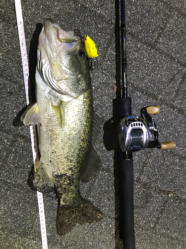 ブラックバスの釣果