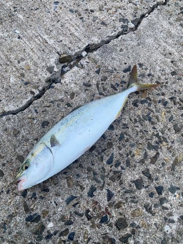 ブリの釣果