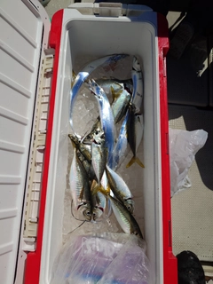 ヒラアジの釣果