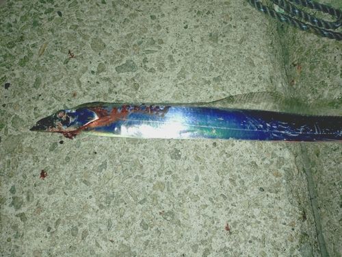 タチウオの釣果