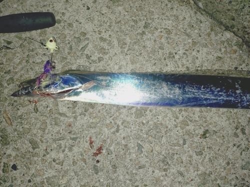 タチウオの釣果