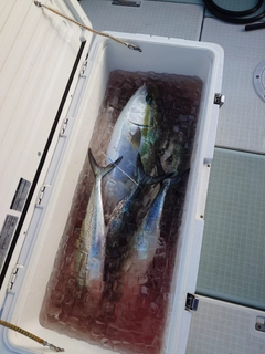 ブリの釣果