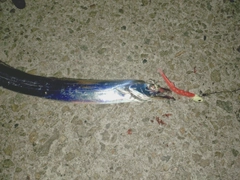 タチウオの釣果