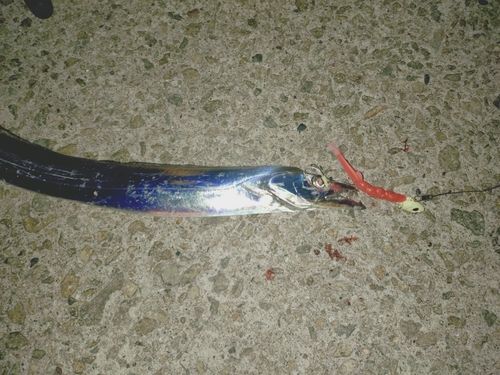 タチウオの釣果