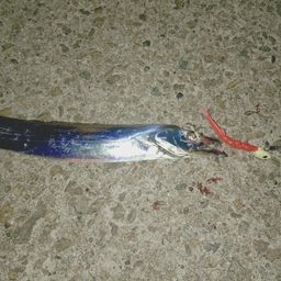 タチウオ