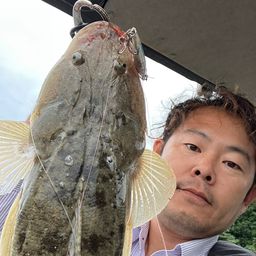 マゴチ