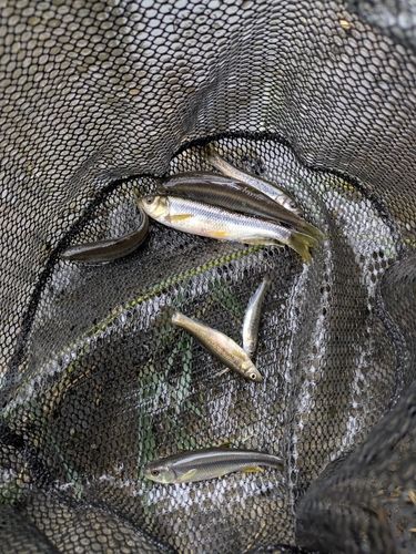 カワムツの釣果