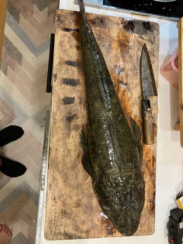 マゴチの釣果
