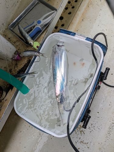 タチウオの釣果