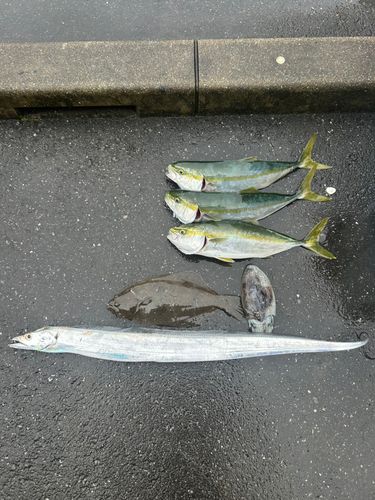 イナダの釣果