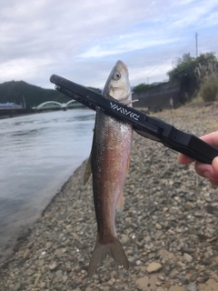 ウグイの釣果