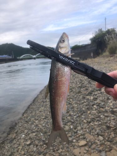 ウグイの釣果