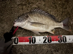 キビレの釣果