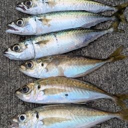 アジ