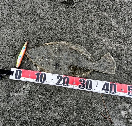 ヒラメの釣果