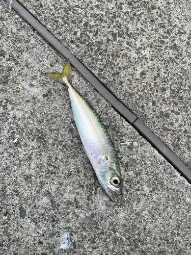 サバの釣果