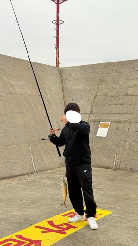 サゴシの釣果