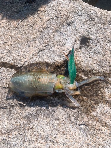アオリイカの釣果