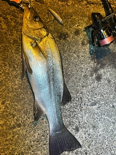 ヒラスズキの釣果